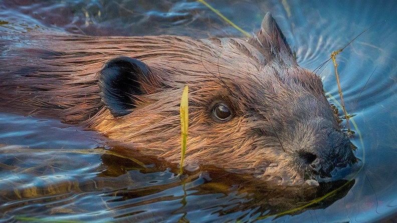 Beaver - Ryan Wunsch Photography